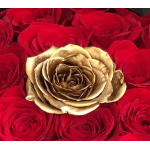 Close-up of red roses with a single gold rose in the center