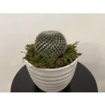 Round cactus in a white ribbed pot with moss on top