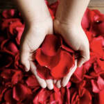 Hands holding red rose petals over a bed of petals