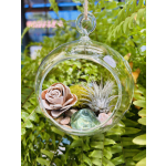 Hanging Air Plant Terrarium