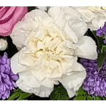 Single Stem Carnation Add ON