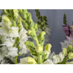 Single Stem Snapdragon Add ON