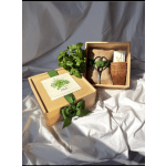 Gift box with a potted herb plant and gardening tools