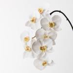 White orchid blooms on a curved dark stem against a white background