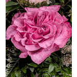 Single Stem Full Size Rose ADD ON 2
