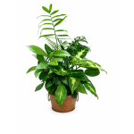 Potted green houseplant arrangement in a copper-toned container