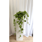 Trailing pothos plant in a white square planter