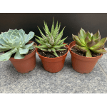 Three potted succulents in terracotta pots on a stone surface