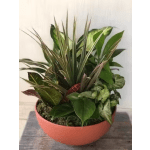 dish garden