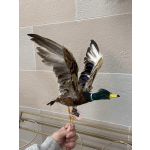 Decorative duck figurine made of feathers held in a hand