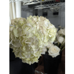 Single Stem Hydrangea Add ON