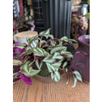 Tradescantia