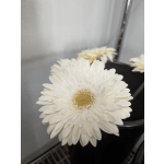 Gerbera Daisy Add ON