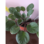 African Violet