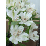 Single Stem Alstromeria Add ON