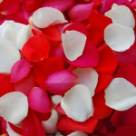 Pile of red, pink, and white rose petals