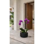 Purple Phalaenopsis Orchid Arrangement – Double Stem Signature Design