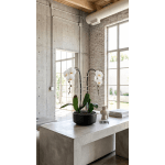 White Phalaenopsis Orchid Arrangement – Double Stem Premium Gift