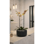 Peach Phalaenopsis Orchid Arrangement – Double Stem Contemporary Arrangement