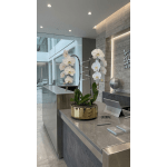 White Phalaenopsis Orchid Arrangement – Double Stem Minimal Luxury