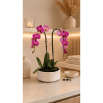 Potted pink orchid with arching blooms in a white planter