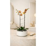 Peach Phalaenopsis Orchid Arrangement – Double Stem Elegant Design