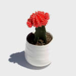 Small red grafted cactus in a white pot