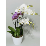 A Lust for Orchids