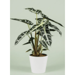 Alocasia plant (African Mask) (*complimentary bunch of sunflowers included)