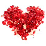Heart-shaped cluster of red rose petals on a white background