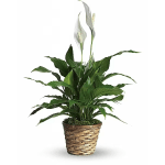 peace lily