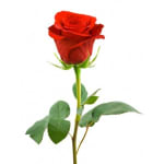 Single red rose with green leaves on a white background