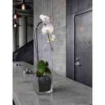 White orchid plant in a square glass container on a concrete table