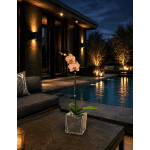 Potted orchid with pink blooms in a glass container beside a pool at night