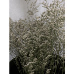 Single Stem Limonium Add ON