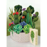 Succulent arrangement in a patterned box with a greeting card