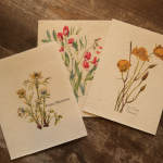 Set of three cream-colored botanical greeting cards with illustrated red, yellow, and white wildflowers on a wood surface