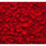 Close-up of red rose petals filling the frame