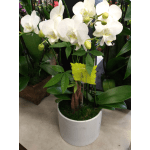 White orchid plant in a white pot with green buds