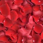 Close-up of scattered red rose petals