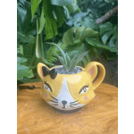 Yellow Cat