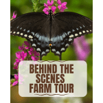 Black butterfly on pink flowers with a "Behind the Scenes Farm Tour" sign