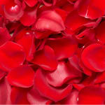 Close-up of red rose petals filling the frame