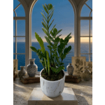 Potted green plant in a white ceramic container