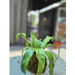 Royal Kokedama