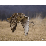 A hawk flying low over a field