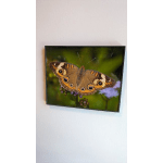 Framed butterfly print on a wall with small purple flowers