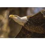 Close-up of a bald eagle in flight against a blurred background