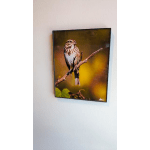Framed photo of a small bird perched on a branch