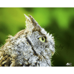 Close-up of a mottled owl against a green background